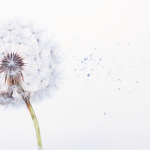 Dream meaning dandelion